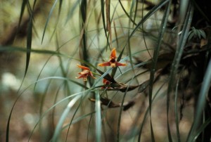 maxillaria tenuifolia