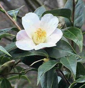camellia-sinensis-tea-plant